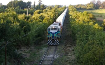 Iniciativa se desarrolló en alianza con Maersk:  FEPASA culmina con éxito transporte ferroviario de más de 360 contenedores refrigerados de cerezas para exportación